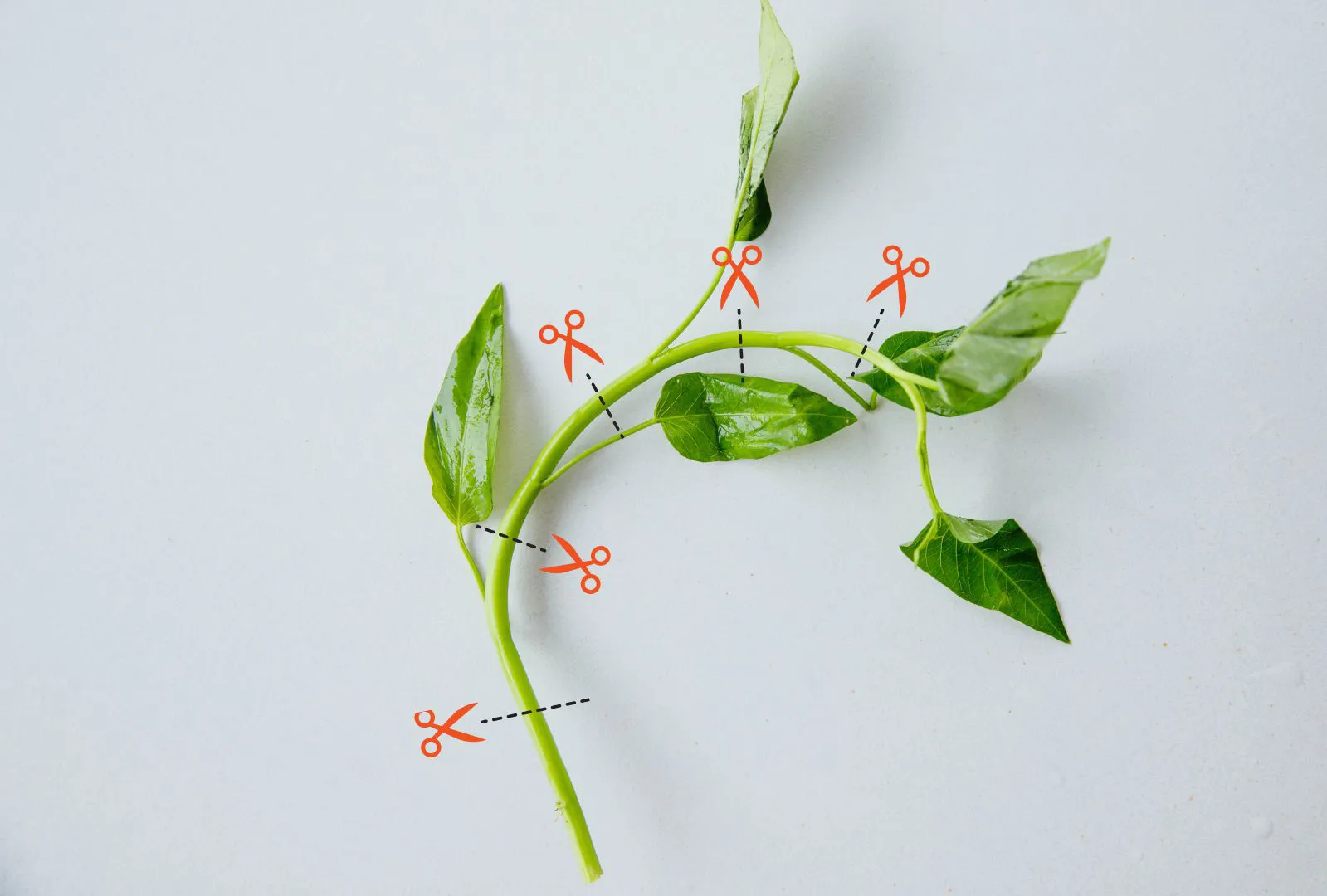 how to prepare Chinese water spinach 